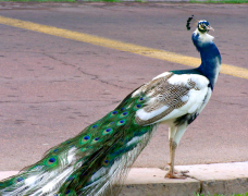 burung-merak 50 senarai